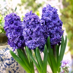 Hyacinth 'Royal Navy' - doble blomster - stor pakke - 30 stk