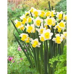Narcissus Golden Echo - Daffodil Golden Echo - 5 lampu