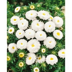 Fehér pompom-virágos aster - 500 mag - Callistephus chinensis - magok