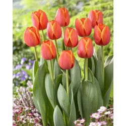 Tulipe pour vous - 5 pieces