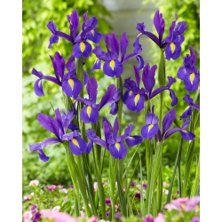 Holandská iris "Discovery Purple" - 10 žárovek - 