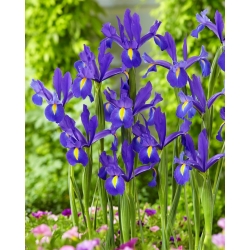 Iris olandese "Discovery" - 10 bulbi - 