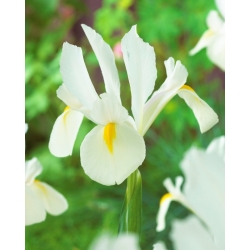 Iris hollandais "White van Vliet" - 10 bulbes