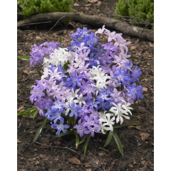 Lucile's glory-of-the-snow mix - Chionodoxa luciliae mix - 10 bombillas - 