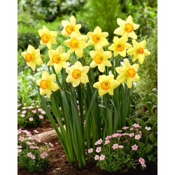 "Red Devon" daffodil - large package! - 50 bulbs