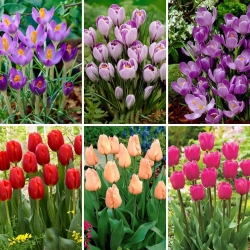Ensemble moyen - 45 bulbes de tulipes et de crocus - une selection de 6 varietes les plus intrigantes