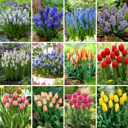 XXL set - 180 grape hyacinth and tulip bulbs - a selection of 12 unique varieties