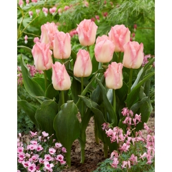 Tulip Pink Dream - stor pakke! - 50 stk.