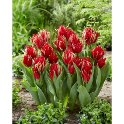 Tulip Red Spider - 5 piezas