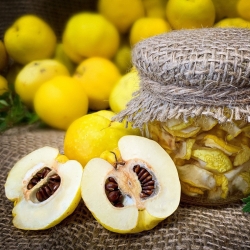 Japanische Zierquitte - Frische Früchte direkt vom Strauch - 10 kg