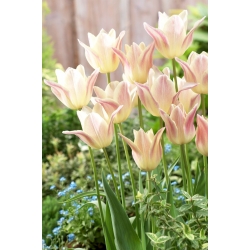 Tulipán Elegant Lady - veľké balenie! - 50 ks