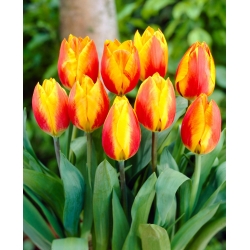 Tulip Flair - storpack! - 50 st