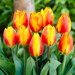 Tulip Flair - storpack! - 50 st