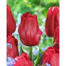 Idole de tulipe - grand paquet ! - 50 pieces