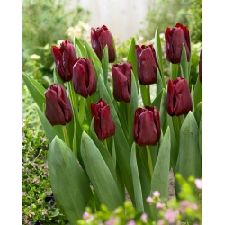 Tulip Mascara - 5 stk