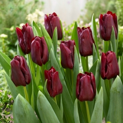 Tulipán szempillaspirál - 5 db.