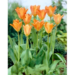 Tulip Orange Emperor - 5 piezas