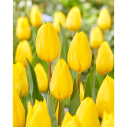 Tulip Strong Gold - 5 piezas