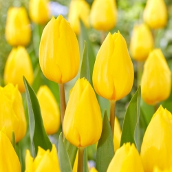 Tulip Strong Gold - 5 ks.