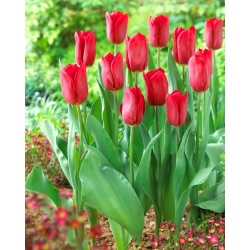 Tulip Strong Love - stor pakke! - 50 stk