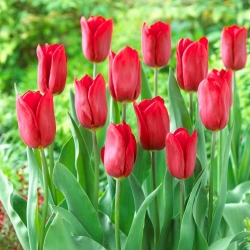 Tulip Strong Love - 5 piezas
