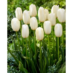 Tulip Catharina - ¡paquete grande! - 50 pcs