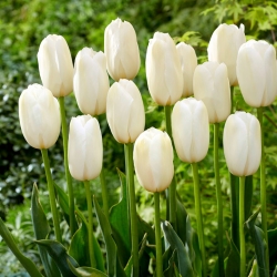Tulip Catharina - ¡paquete grande! - 50 pcs