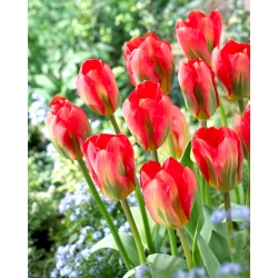 Alerta roja de tulipanes - ¡paquete grande! - 50 pcs