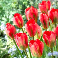 Alerte Tulipe Rouge - 5 pcs