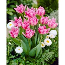 Tulipán őszibarackvirág - 5 db.