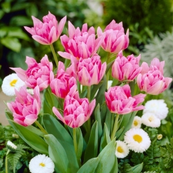 Tulipán Peach Blossom - veľké balenie! - 50 ks