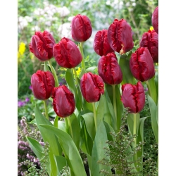 Pionnier tulipe - 5 pcs