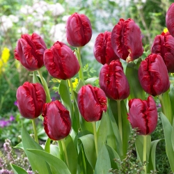 Tulip Pioneer - embalagem grande! - 50 pcs.
