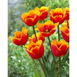 Tulip Tiano - large pack! - 50 pcs