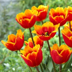 Tiano tulipán - 5 db - 
