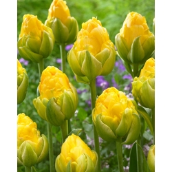 Tulip Vanilla Coup - large pack! - 50 pcs