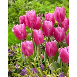 Tulip Jumbo Pink - confezione grande! - 50 pezzi