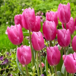 Tulip Jumbo Pink - embalagem grande! - 50 pcs.