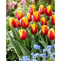 Tulip Andre Citroen - large pack! - 50 pcs