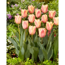 Tulip Apricot Foxx - large pack! - 50 pcs