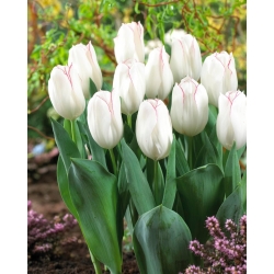 Tulip Diamond Jubilee - ¡paquete grande! - 50 pcs
