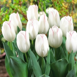 Tulip Diamond Jubilee - embalagem grande! - 50 pcs.