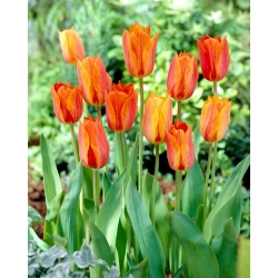 Tulip El Nino - confezione grande! - 50 pezzi