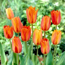 Tulip El Nino - large pack! - 50 pcs