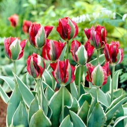 Tulip Esperanto - 5 stk