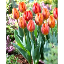 Tulip Hermitage - pacote grande! - 50 pcs.