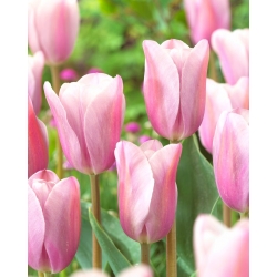 Tulip Mistress Mystic - confezione grande! - 50 pezzi
