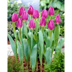 Bandera tulipán púrpura - ¡paquete grande! - 50 pcs