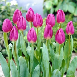 Bandera tulipán púrpura - ¡paquete grande! - 50 pcs