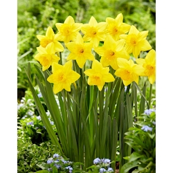 Pentewan daffodil - 5 pcs